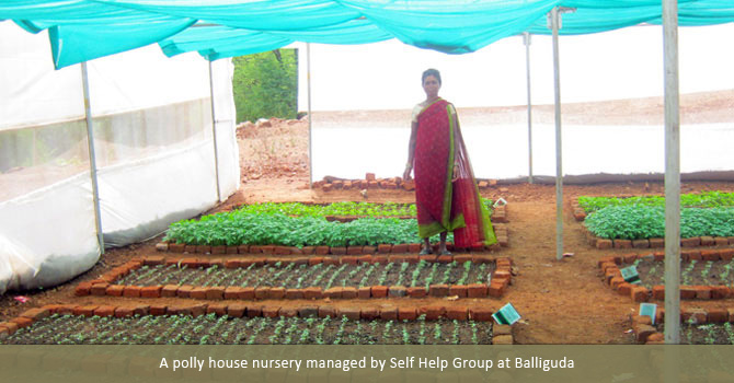 A polly house nursery managed by Self Help Group at Balliguda
