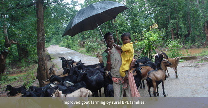 Improved goat farming by rural BPL families