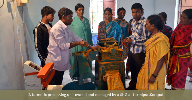 A turmeric processing unit owned and managed by a SHG at Laxmipur,Koraput